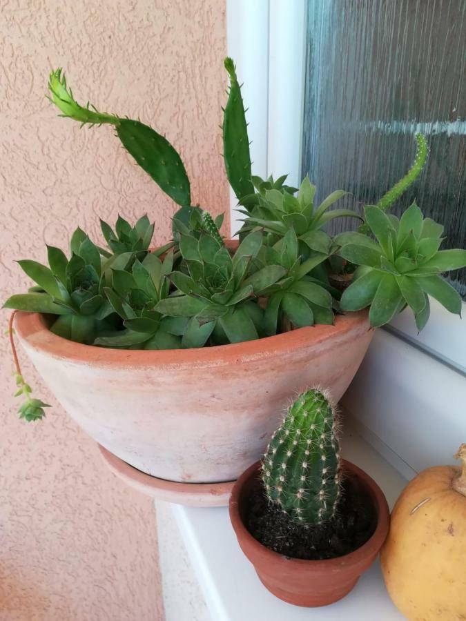 Apartman Mona Mostar Buitenkant foto